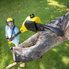 Best Lawn Disease Treatment  in Sturgeon, PA