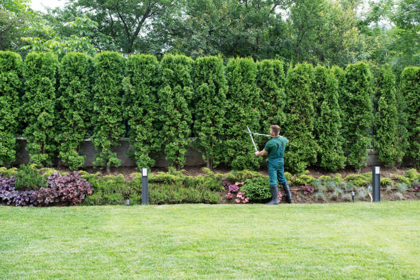 Professional Tree Services in Sturgeon, PA