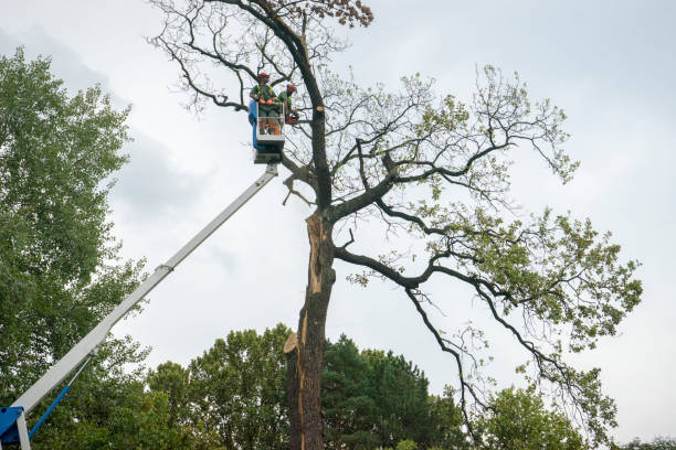 Best Palm Tree Trimming  in Sturgeon, PA