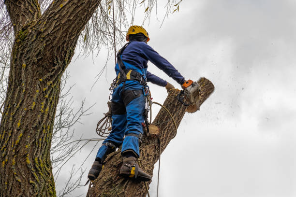 Best Storm Damage Tree Cleanup  in Sturgeon, PA