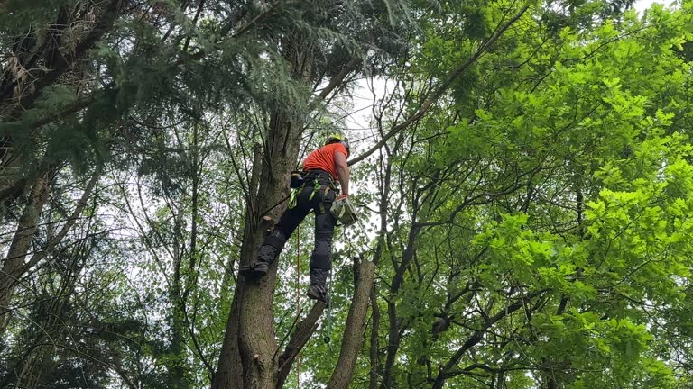 Tree and Shrub Care in Sturgeon, PA