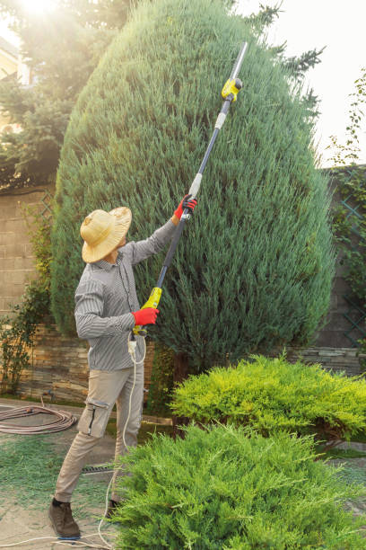 Best Fruit Tree Pruning  in Sturgeon, PA