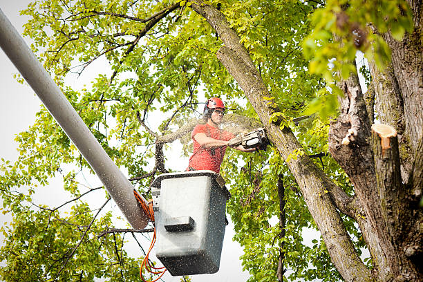 Best Tree Disease Treatment  in Sturgeon, PA