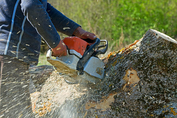 Best Emergency Tree Removal  in Sturgeon, PA